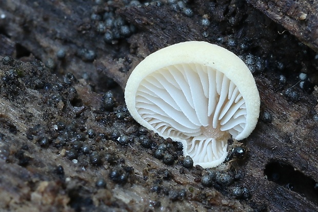 pahliva Crepidotus sp.