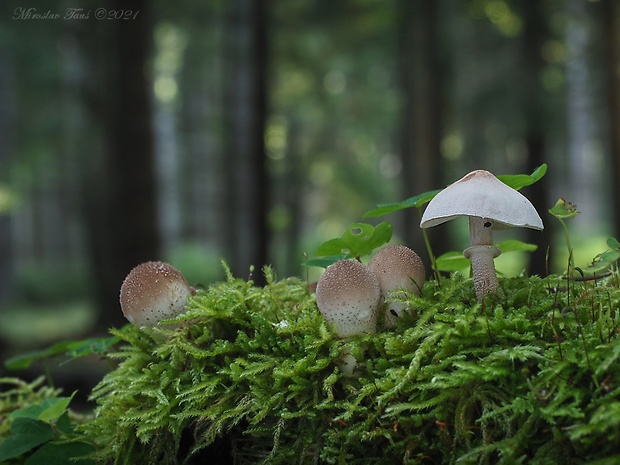 zrnivka páchnuca Cystoderma carcharias (Pers.) Fayod