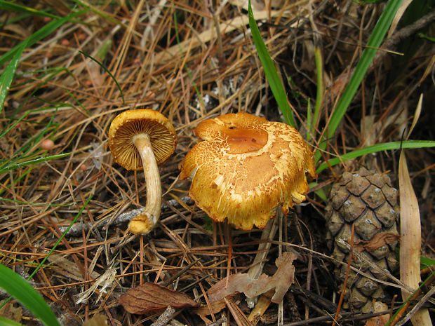 šupinovec Gymnopilus picreus (Pers.) P. Karst.