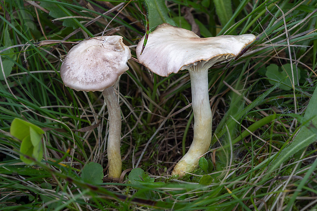 lúčnica žltkastohlúbiková Cuphophyllus flavipes  (Britzelm.) Bon