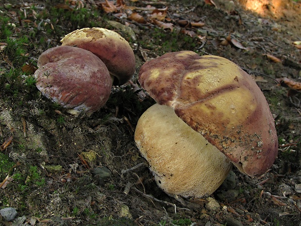 hríb sosnový Boletus pinophilus Pil. et Dermek in Pil.