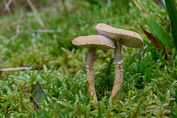 zrnivka okrová Cystoderma amianthinum (Scop.) Fayod