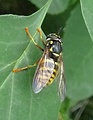 pestrica (Syrphidae), samica