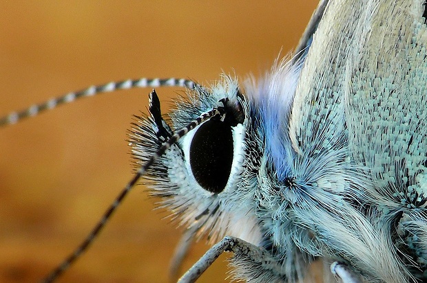 modráčik blankytný (sk) / modrásek vičencový (cz) Polyommatus thersites (Cantener, 1835)
