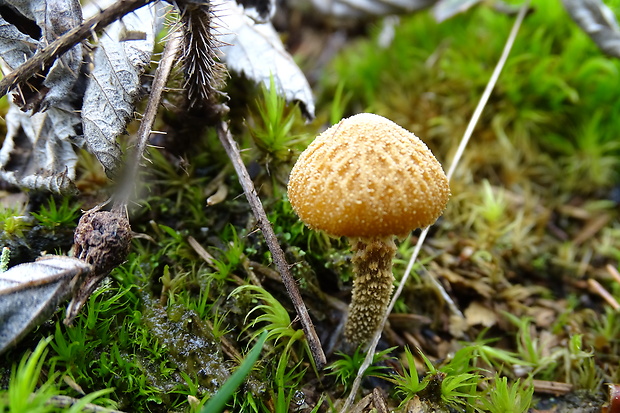 zrnivka okrová Cystoderma amianthinum (Scop.) Fayod