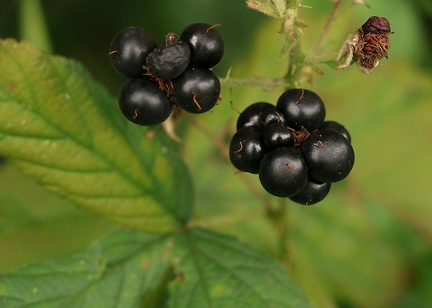 ostružina černicová Rubus fruticosus