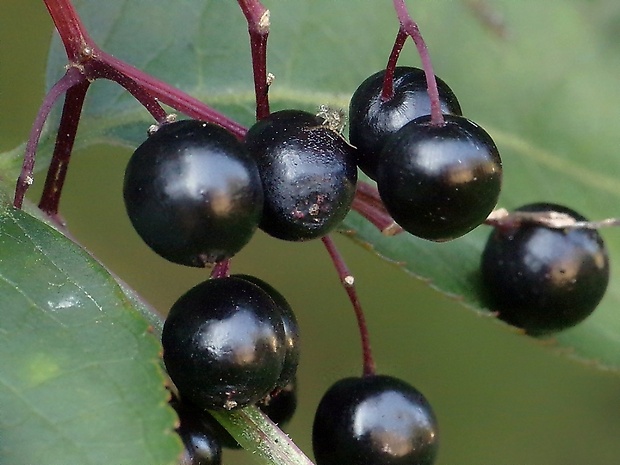 baza čierna Sambucus nigra L.