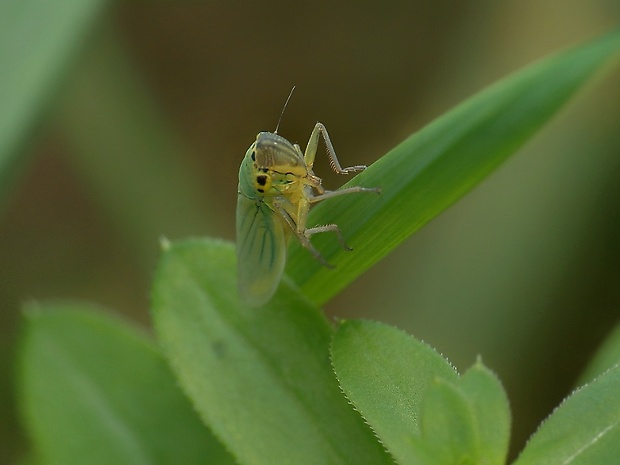 cikádka zelená Cicadella viridis