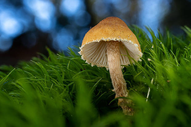 zrnivka okrová Cystoderma amianthinum (Scop.) Fayod