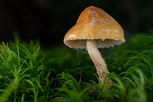 zrnivka okrová Cystoderma amianthinum (Scop.) Fayod