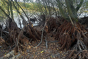 vŕba - záplavové korene