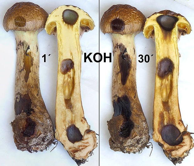 pavučinovec nancyjský krátkovýtrusný Cortinarius nanceiensis var. pseudopercomium Moënne-Locc. & Reumaux