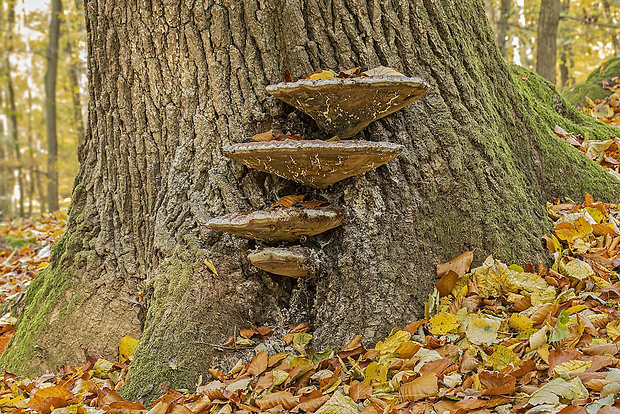 lesklokôrovka Ganoderma sp.