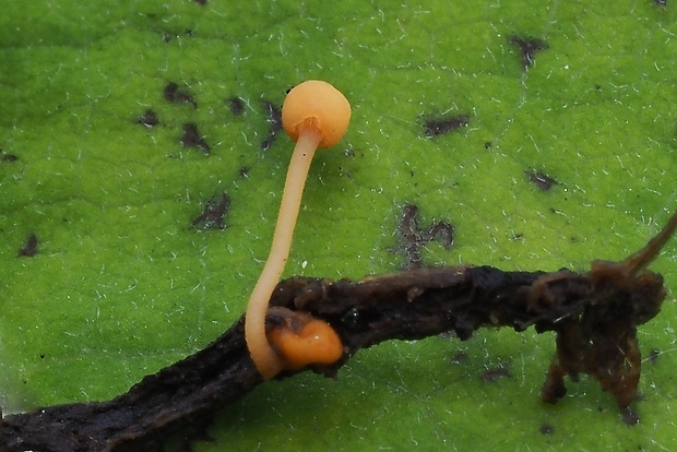 čiapočka Episclerotium sclerotipus (Boud.) L.M. Kohn