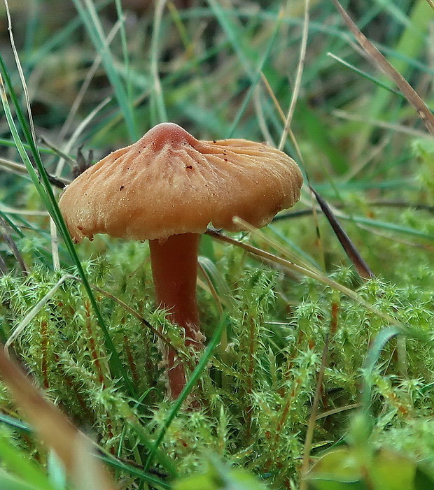 zrnivka okrová Cystoderma amianthinum (Scop.) Fayod