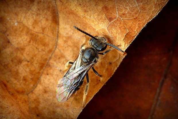 včielka obyčajná (sk) / ploskočelka načervenalá (cz) Lasioglossum calceatum (Scopoli, 1763)