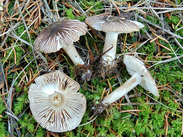 čírovka zemná Tricholoma terreum (Schaeff.) P. Kumm.