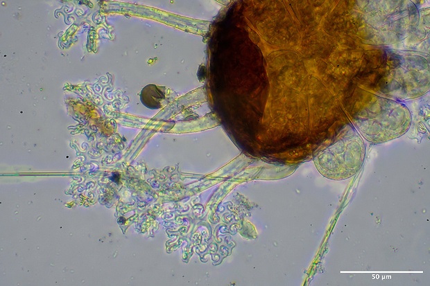 drobnomúčka dubová Microsphaera alphitoides Griffon & Maubl.