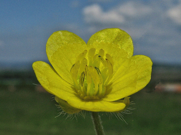 iskerník roľný Ranunculus arvensis L.