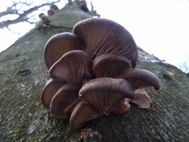 hliva ustricovitá Pleurotus ostreatus (Jacq.) P. Kumm.