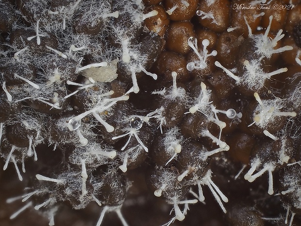 Polycephalomyces tomentosus (Schrad.) Seifert