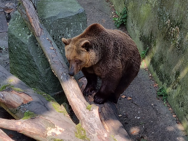 medveď hnedý Ursus actor