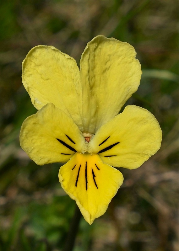fialka trojfarebná Viola tricolor subs. tricolor L. emend. F. W. Schmidt