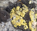 mnohospórovka žltá 