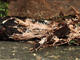 srsťovec strapkatý