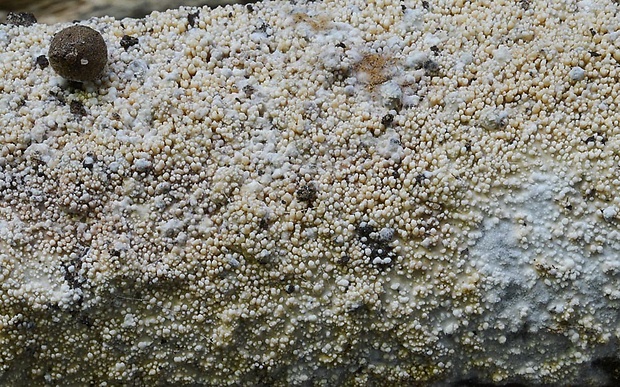 kožovka Hyphoderma transiens (Bres.) Parmasto