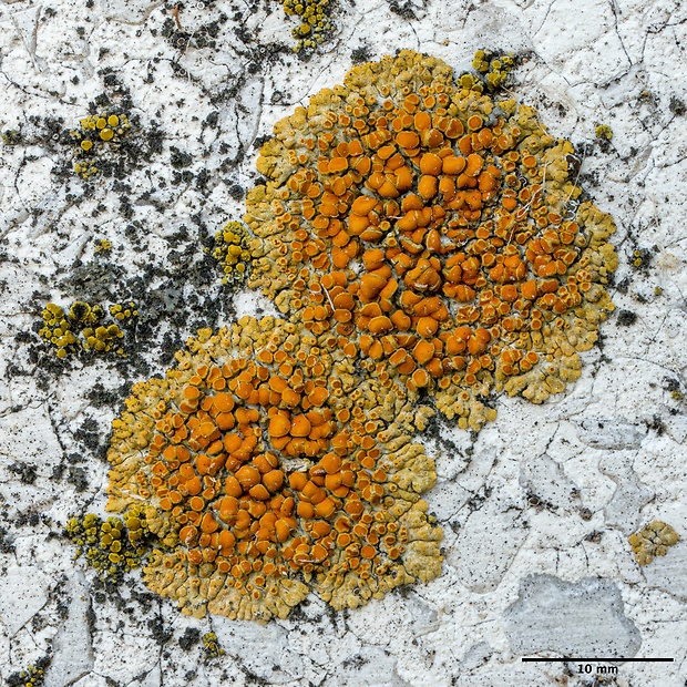 krásnica skalná Calogaya pusilla (A. Massal.) Arup, Frödén & Søchting