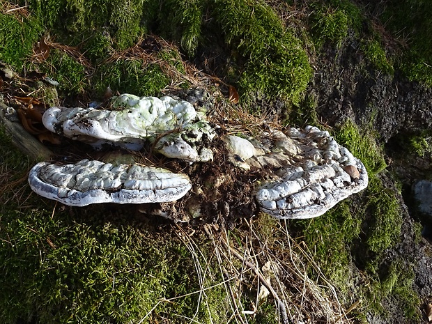 lesklokôrovka plochá Ganoderma applanatum (Pers.) Pat.