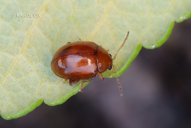 liskavka Sphaeroderma testaceum