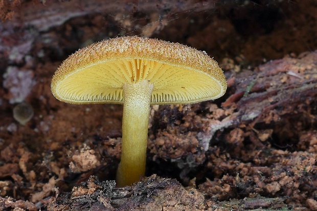 čírovec ozdobný Tricholomopsis decora (Fr.) Singer