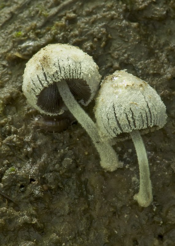 hnojník ovinutý Coprinopsis laanii (Kits van Wav.) Redhead, Vilgalys & Moncalvo
