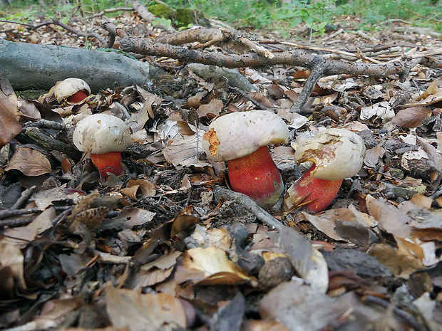 hríb úhľadný horský Rubroboletus rubrosanguineus (Cheype) Kuan Zhao & Zhu L. Yang