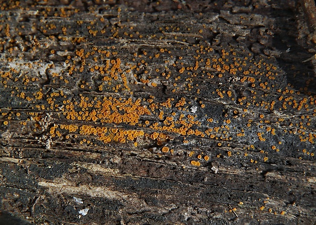 pavučinovka Arachnopeziza cf. cornuta