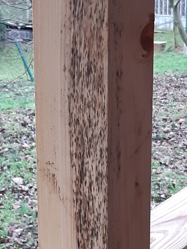 Problém s plesňou na drevených latách