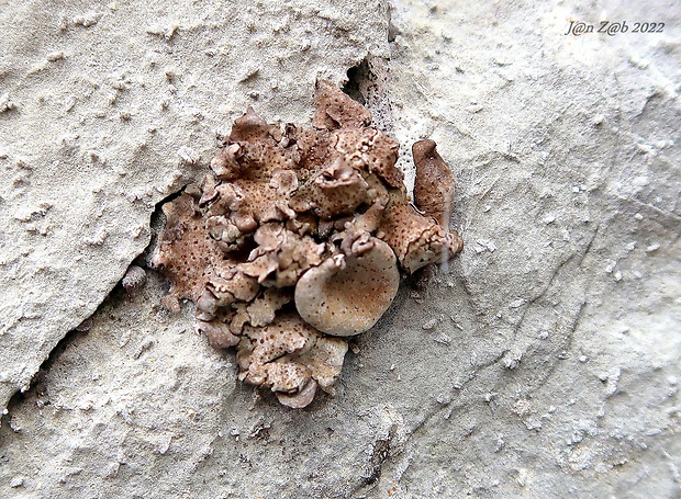 kožnatka pupkovitá Dermatocarpon miniatum var. miniatum (L.) W. Mann