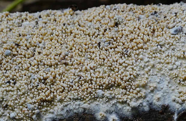 kožovka Hyphoderma transiens (Bres.) Parmasto