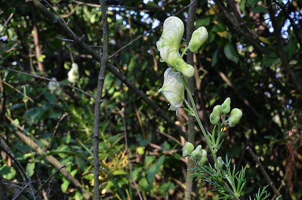 prilbica jedhojová Aconitum anthora L.