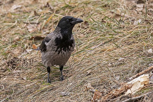 vrana popolavá  Corvus corone