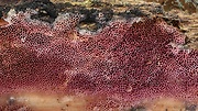 voskopórovka purpurová