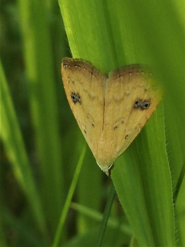 pamora trávová (Rivula sericealis)