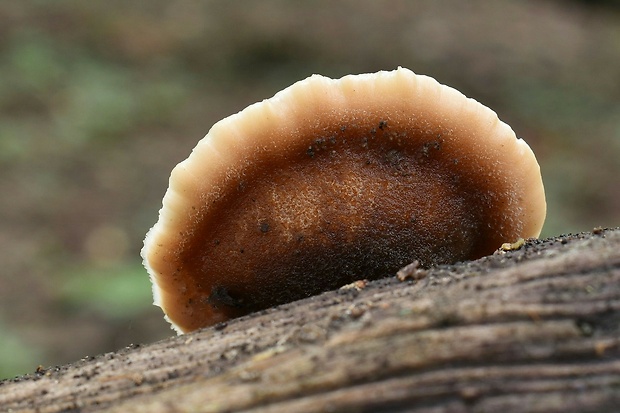 húževnatček medvedí Lentinellus ursinus (Fr.) Kühner
