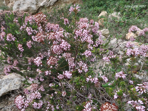 vresovec Erica multiflora L.