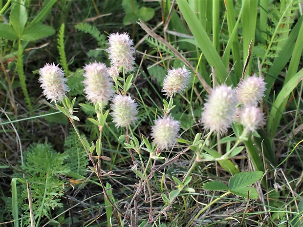 ďatelina roľná Trifolium arvense L.