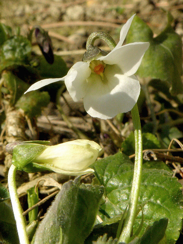 fialka voňavá- albín  Viola odorata L.
