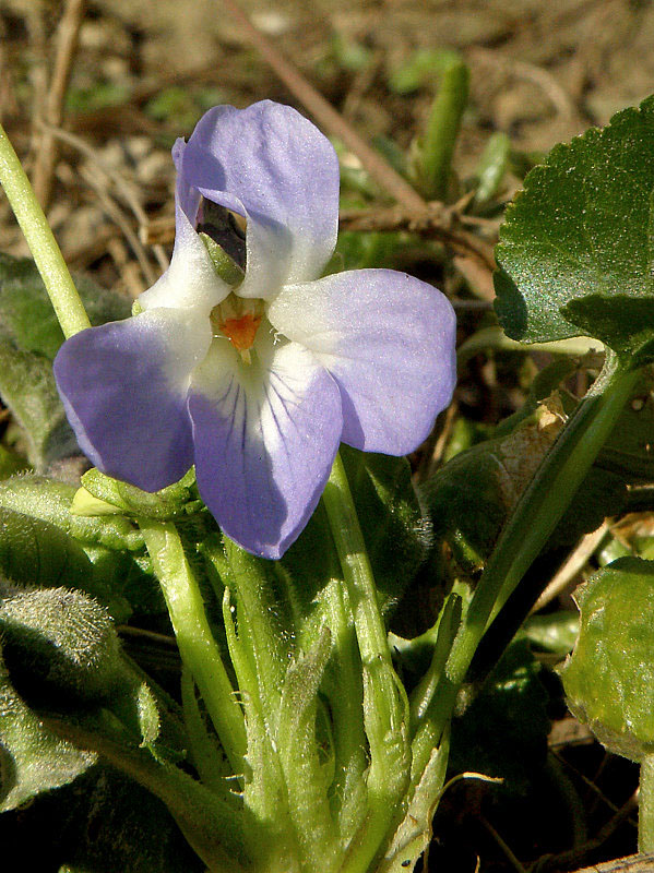 fialka voňavá Viola odorata L.
