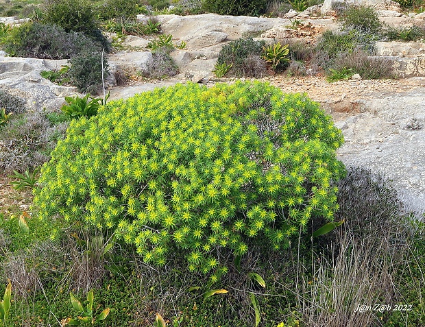 mliečnik Euphorbia dendroides L.
